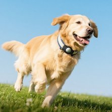 Умный трекер HOCO E91C Tiger (GPS-ошейник для животных), белый